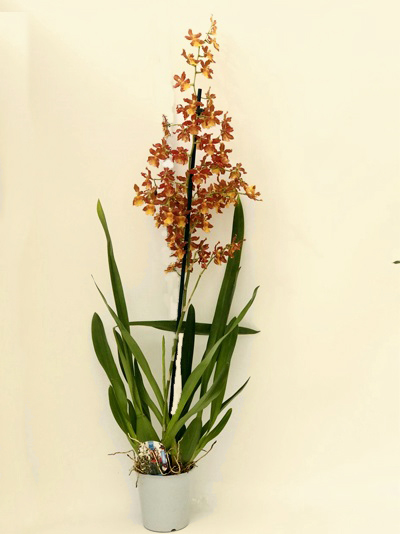Cambria Orkide