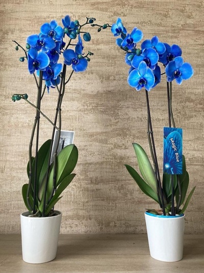 Çift Dal Mavi Orkide M1