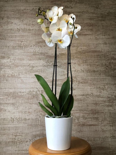 2 Dal Beyaz Orkide M1