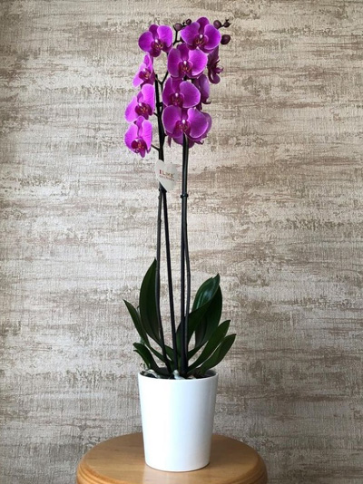 Phalaenopsis Orkide ÇiçeÄŸi