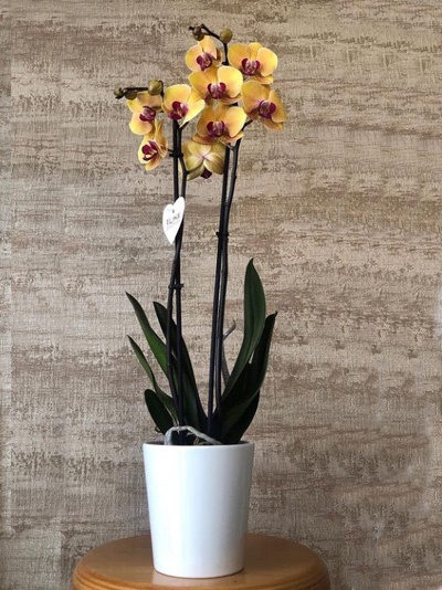 2 Dal Sarı Orkide M5