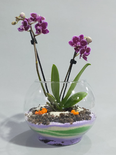 Fanusda Canlı Minik Orkide